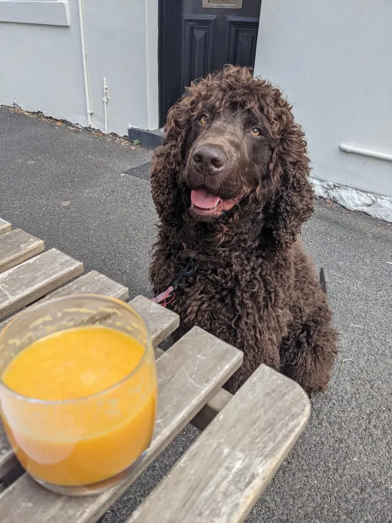 A curly brown dog waiting patiently beside a fresh orange juice at Mitte's outdoor table
